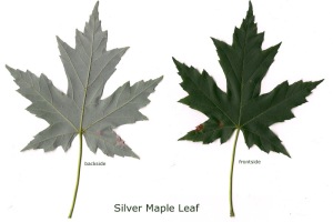 silver-maple-leaf